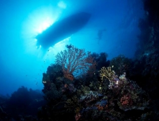  Diving excursion 